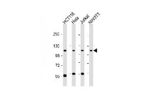 All lanes : Anti-PRPF6 Antibody (N-term) at 1:6000 dilution Lane 1: HC whole cell lysate Lane 2: Hela whole cell lysate Lane 3: Jurka twhole cell lysate Lane 4: NIH/3T3 whole cell lysate Lysates/proteins at 20 μg per lane. (PRP6/ANT-1 抗体  (N-Term))