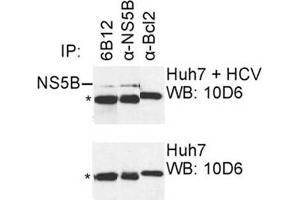 IP was carried out with NS5B specific mAb 6B12 using the lysates of Huh7 cells harboring selectable subgenomic HCV RNA replicon (upper panel) or plain Huh7 cells (lower panel). (HCV 1b NS5B 抗体  (AA 92-105))