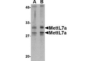 Western Blotting (WB) image for anti-Methyltransferase Like 7A (METTL7A) (Middle Region) antibody (ABIN1031002) (METTL7A 抗体  (Middle Region))
