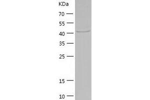 Western Blotting (WB) image for Queuine tRNA-Ribosyltransferase Domain Containing 1 (QTRTD1) (AA 1-415) protein (His tag) (ABIN7124726) (QTRTD1 Protein (AA 1-415) (His tag))