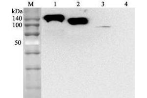 Western blot analysis using anti-ACE2 (human), mAb (AC384) (Biotin)  at 1:2'000 dilution. (ACE2 抗体  (Biotin))