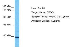 Host: Rabbit Target Name: OTOGL Sample Type: HepG2 Whole Cell lysates Antibody Dilution: 1. (OTOGL 抗体  (N-Term))