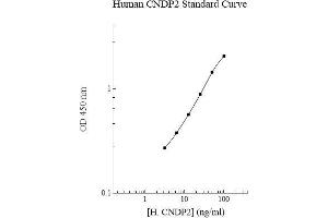 Image no. 1 for CNDP Dipeptidase 2 (Metallopeptidase M20 Family) (CNDP2) ELISA Kit (ABIN5564565) (CNDP2 ELISA 试剂盒)