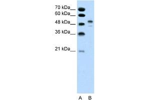 WB Suggested Anti-POU3F2 Antibody Titration:  0.