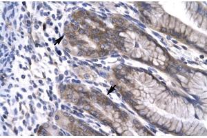 Human Stomach; NPAS1 antibody - C-terminal region in Human Stomach cells using Immunohistochemistry (NPAS1 抗体  (C-Term))