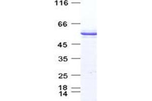 Validation with Western Blot (p53 Protein (DYKDDDDK Tag))
