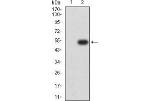 Western blot analysis using NAA10 mAb against HEK293 (1) and NAA10 (AA: 111-235)-hIgGFc transfected HEK293 (2) cell lysate.