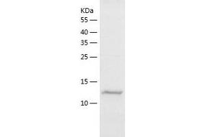 L-Selectin Protein (AA 190-332) (His tag)