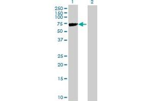 Western Blot analysis of KLHL2 expression in transfected 293T cell line by KLHL2 MaxPab polyclonal antibody. (KLHL2 抗体  (AA 1-593))