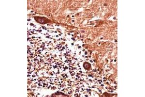 Immunohistochemistry analysis in formalin fixed and paraffin embedded human cerebellum tissue reacted with  PJA1 / RNF70 Antibody (N-term) followed which was peroxidase conjugated to the secondary antibody and followed by DAB staining. (PJA1 抗体  (N-Term))