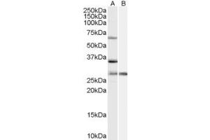 Western Blotting (WB) image for anti-Pre-mRNA Processing Factor 31 (PRPF31) (AA 140-154) antibody (ABIN290402) (PRPF31 抗体  (AA 140-154))