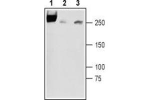 Western Blotting (WB) image for anti-Sodium Channel, Voltage-Gated, Type III, alpha Subunit (SCN3A) (AA 277-288), (Extracellular) antibody (ABIN7043644)