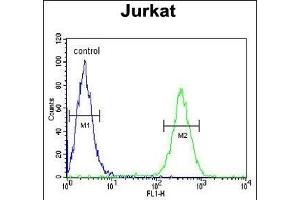 HNRPL Antibody (Center) (ABIN650774 and ABIN2839554) flow cytometric analysis of Jurkat cells (right histogram) compared to a negative control cell (left histogram). (HNRNPL 抗体  (AA 249-277))