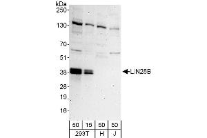 anti-Lin-28 Homolog B (LIN28B) (AA 1-50) antibody