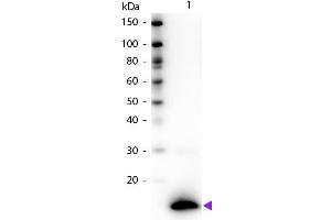 Western blot of Biotin conjugated Rabbit Anti-TSLP primary antibody. (Thymic Stromal Lymphopoietin 抗体  (Biotin))
