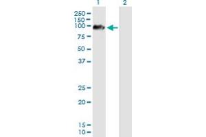 Western Blot analysis of ARMCX2 expression in transfected 293T cell line by ARMCX2 MaxPab polyclonal antibody. (ARMCX2 抗体  (AA 1-632))