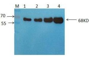 Western Blot: Detection of 68KDa Albumin in Human Serum using Mouse anti-Human Albumin antibody S4D6 at 2 μg/ml. (Albumin 抗体)