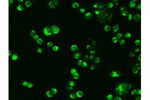 Immunofluorescence (IF) image for anti-alpha-Fetoprotein (AFP) (AA 19-397) antibody (ABIN2716010)