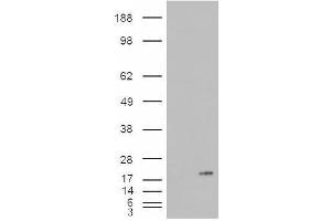 Image no. 2 for anti-Phospholipase A2, Group IB (PLA2G1B) (C-Term) antibody (ABIN374873) (PLA2G1B 抗体  (C-Term))