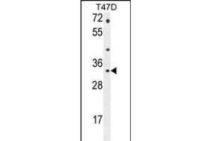 CTSZ Antibody (N-term) (ABIN655068 and ABIN2844698) western blot analysis in T47D cell line lysates (35 μg/lane). (Cathepsin Z 抗体  (N-Term))