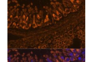Immunofluorescence analysis of Rat testis using ELSPBP1 Polyclonal Antibody at dilution of 1:100. (ELSPBP1 抗体)