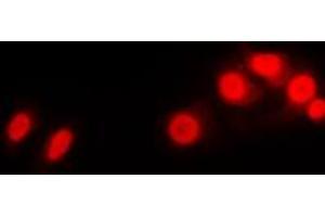 Immunofluorescent analysis of Histone H1 staining in Raw264. (Histone H1 抗体  (N-Term))
