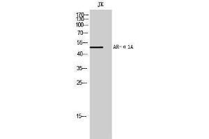 Western Blotting (WB) image for anti-Adrenoceptor alpha 1A (ADRA1A) (Internal Region) antibody (ABIN3180498) (alpha 1 Adrenergic Receptor 抗体  (Internal Region))