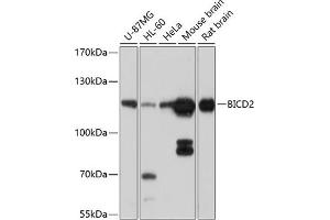 Western blot analysis of extracts of various cell lines, using BICD2 antibody (ABIN6131252, ABIN6137555, ABIN6137556 and ABIN6214489) at 1:1000 dilution. (BICD2 抗体  (AA 440-620))