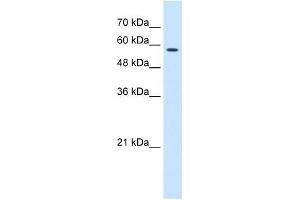 CCT8 antibody used at 0. (CCT8 抗体)