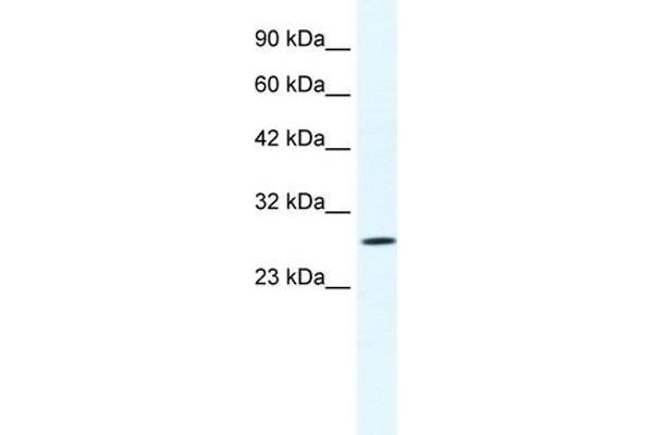 CLIC1 抗体  (N-Term)