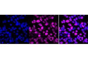 anti-POU Class 5 Homeobox 1 (POU5F1) antibody