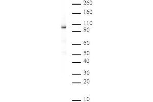 Rad21 antibody (mAb) tested by Western blot. (RAD21 抗体  (N-Term))