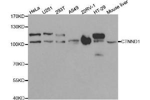 CTNND1 抗体  (AA 573-832)