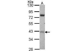 WB Image Sample (30 ug of whole cell lysate) A: Hep G2 , 10% SDS PAGE antibody diluted at 1:1000 (STK17A 抗体)