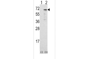Western blot analysis of CAMKK1 using rabbit polyclonal CAMKK1 Antibody using 293 cell lysates (2 ug/lane) either nontransfected (Lane 1) or transiently transfected with the CAMKK1 gene (Lane 2). (CAMKK1 抗体  (AA 337-369))