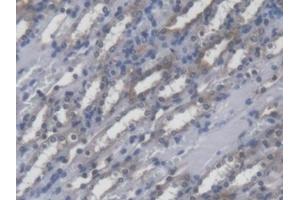 Detection of POFUT1 in Mouse Kidney Tissue using Polyclonal Antibody to Protein O-Fucosyltransferase 1 (POFUT1) (POFUT1 抗体  (AA 243-393))