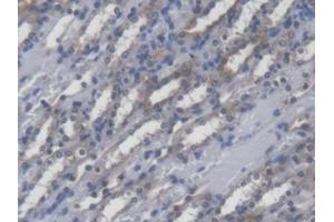 Detection of POFUT1 in Mouse Kidney Tissue using Polyclonal Antibody to Protein O-Fucosyltransferase 1 (POFUT1)