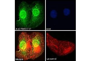 ABIN185049 Immunofluorescence analysis of paraformaldehyde fixed U2OS cells, permeabilized with 0. (Forkhead Box K2 抗体  (C-Term))