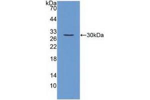 Western blot analysis of recombinant Mouse FGF23. (FGF23 抗体  (AA 25-251))