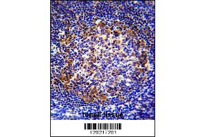 PAX5 Antibody immunohistochemistry analysis in formalin fixed and paraffin embedded human tonsil tissue followed by peroxidase conjugation of the secondary antibody and DAB staining. (PAX5 抗体  (AA 178-207))