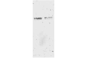 Image no. 3 for anti-Glutathione S Transferase (GST) antibody (ABIN226631) (GST 抗体)