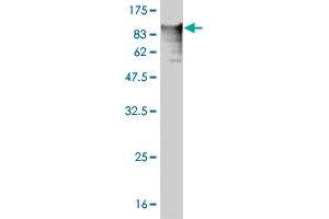 Western Blotting (WB) image for anti-Tenascin XB (TNXB) (AA 1-673) antibody (ABIN563220)