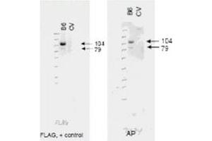 Image no. 1 for anti-ATP-Binding Cassette, Sub-Family B (MDR/TAP), Member 6 (ABCB6) (AA 440-455) antibody (ABIN199946) (ABCB6 抗体  (AA 440-455))