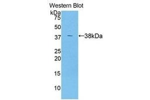 Western Blotting (WB) image for anti-Angiopoietin-Like 7 (ANGPTL7) (AA 22-337) antibody (ABIN1858009) (ANGPTL7 抗体  (AA 22-337))
