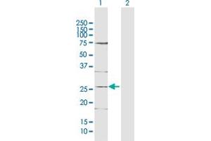 Western Blot analysis of DDIT4L expression in transfected 293T cell line by DDIT4L MaxPab polyclonal antibody.