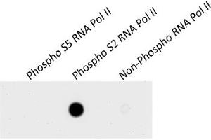 Western Blotting (WB) image for anti-RNA Polymerase II (pSer2) antibody (ABIN7454655) (RNA Polymerase II 抗体  (pSer2))