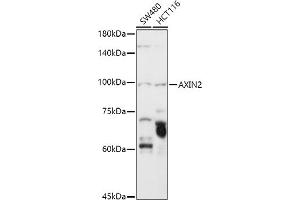 Western blot analysis of extracts of various cell lines, using  antibody (ABIN6129209, ABIN6137382, ABIN6137383 and ABIN6219595) at 1:1000 dilution. (AXIN2 抗体  (AA 650-750))