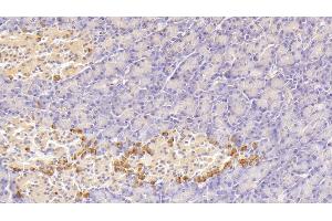 Detection of GIP in Human Pancreas Tissue using Polyclonal Antibody to Gastric Inhibitory Polypeptide (GIP) (GIP 抗体  (AA 22-153))
