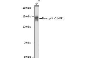 Western blot analysis of extracts of PC-3 cells, using Neuropilin-1 (NRP1) antibody (ABIN7268892) at 1:1000 dilution. (Neuropilin 1 抗体  (AA 21-250))