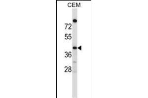 OR4C16 Antibody (C-term) (ABIN657543 and ABIN2846558) western blot analysis in CEM cell line lysates (35 μg/lane). (OR4C16 抗体  (C-Term))
